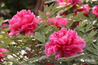 洛阳牡丹今日头条视频,今日头条视频带你领略国色天香