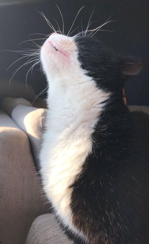 网红压尾貓,萌态可掬的治愈系萌宠