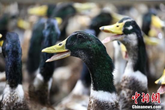 微头条拍摄小鸭子,微头条记录的温馨瞬间