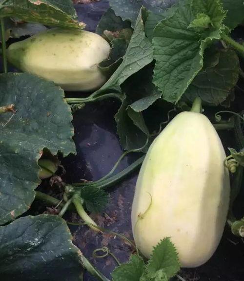 吃火银瓜的好处和坏处,益处与风险并存的神奇果实