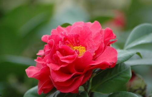 今日头条如何拍摄茶花图,拍摄技巧全解析