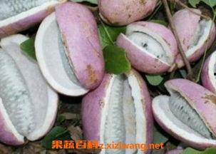 月子可以吃八月瓜吗,八月瓜的营养与益处