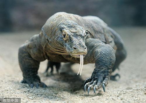 印度巨蜥头条,揭秘神秘巨兽的生存传奇