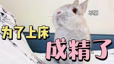 兔子可以吃羊角瓜么,营养与安全的探讨