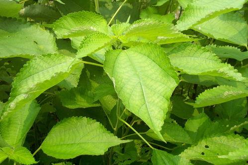 苎麻料软不软怎么看,如何判断苎麻料软硬程度