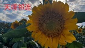 大漠吃瓜-免费吃瓜