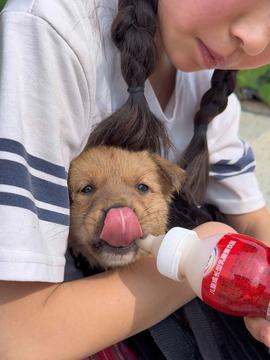 吃瓜被狗咬,意外遭遇狗咬的尴尬瞬间