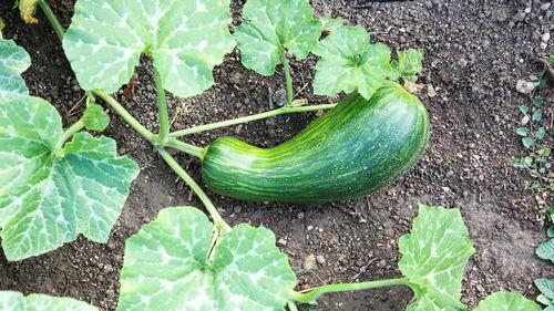 瓠瓜不能和什么一起吃,揭秘不能与哪些食物同食