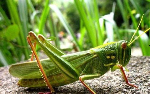 蝈蝈吃瓜寓意,笑谈世间百态