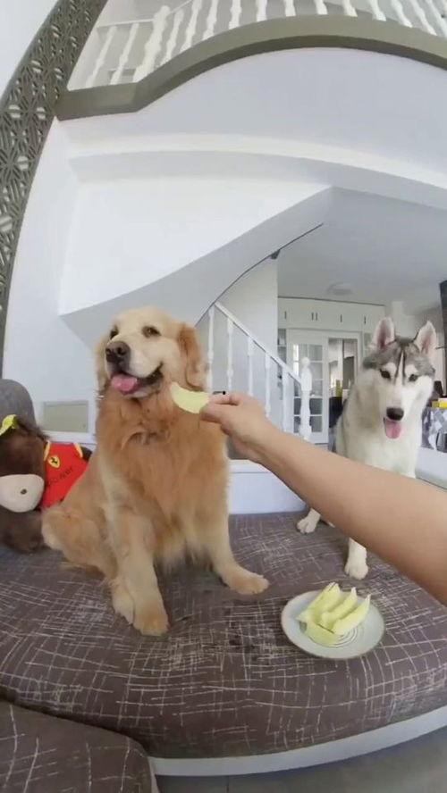 看狗子怎么吃瓜,揭秘瓜界的趣味食光