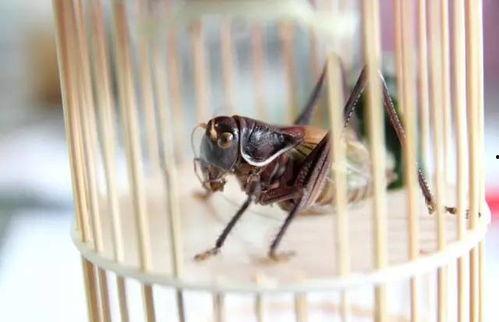 蝈蝈可以吃葫芦瓜吗,探究昆虫美食之谜