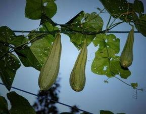 坐月子吃八棱瓜,八棱瓜的营养功效与食用指南